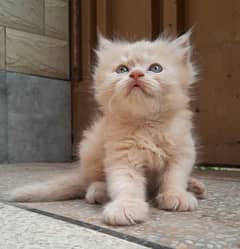 45 days Persian triple coated kitten for family for sale in lahore