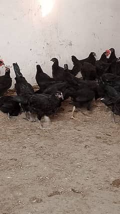 astrolop hens for sale