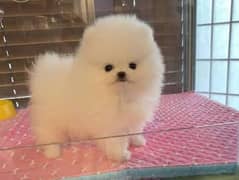 Pomeranian puppies 03700502245