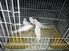 Red Eyes Parrots With Cage