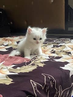 Beautiful kittens long hair in white colour