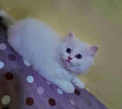 Beautiful kittens long hair in white colour