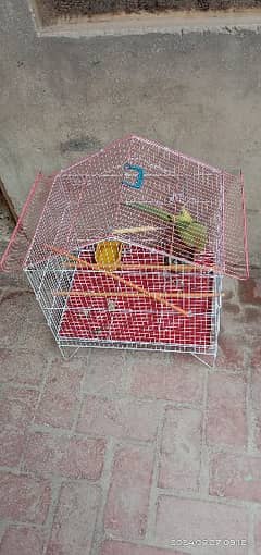 Female Indian parrot with cage