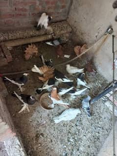 all birds for sale 0