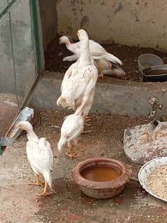 Heera Chicks and Mother