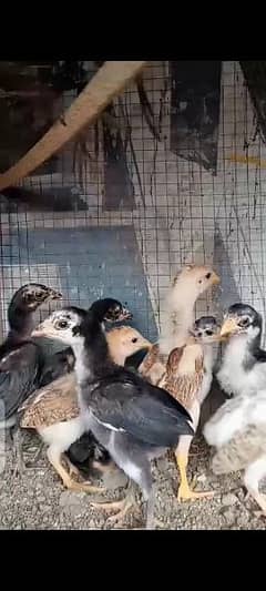 High quality aseel chicks for sale