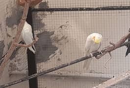 common white cocktail pair ready for breed