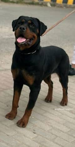 Rotweiler