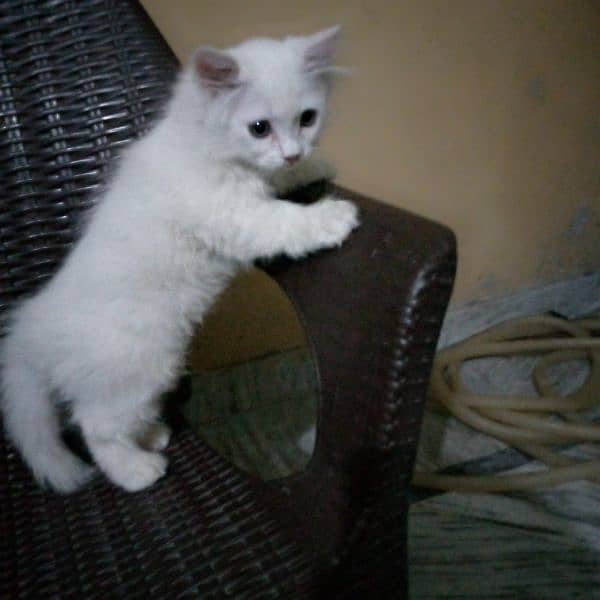 Persian Kitten Pair For Sale. 5
