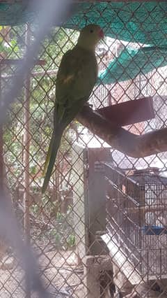 Green ringneck chick for sale. . 0