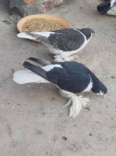 1. . Sheraze Pair  breader  with Baby pigeons