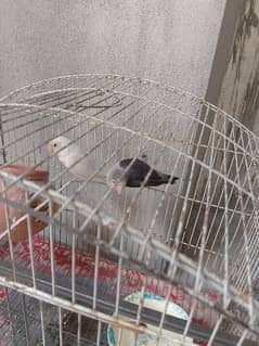 lovebirds breeder pair