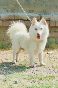 Russian male show class security dog age 7 months for sale