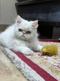 Peke Persian Male Kitten