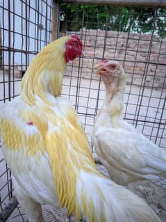 Aseel Heera breedar pair silky pair