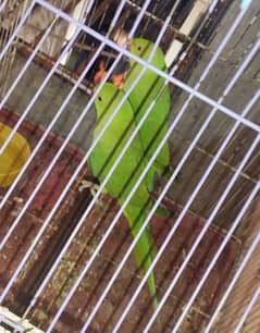 Green ringnack parrot for sale in lahore patha for cage for sale