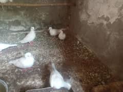 white dove khumray  active and breeder pair 03070008744 only Whatsapp