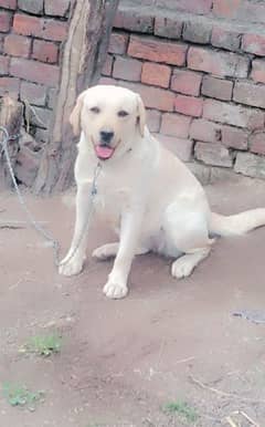 Labrador dog femail dog