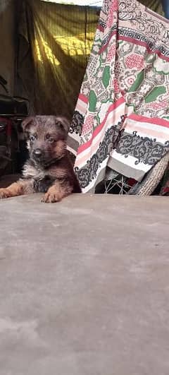 dark color long court puppy