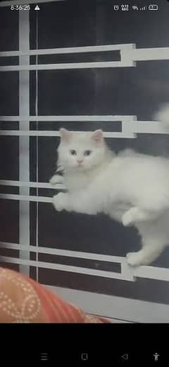 2 male blue eyes persian cats 7 months old for free