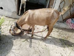 Milk wali Teddy bakri with bacha