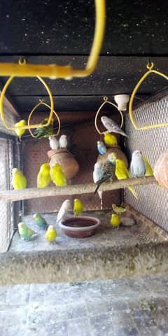 Bajri birds with Cage Urgent Sale