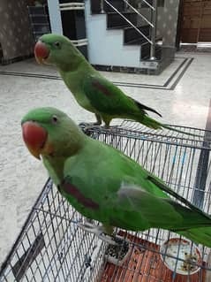 Pair of Parrots for Sale | Age 1 Year