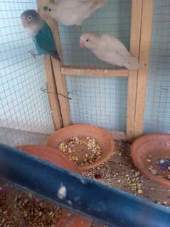 Albino+ blue Love birds+ common Lutino