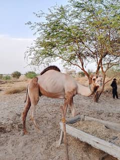 rohi camel