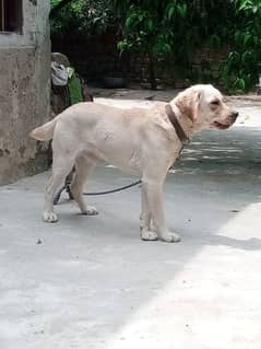 Lab  dog  far sale hai 0