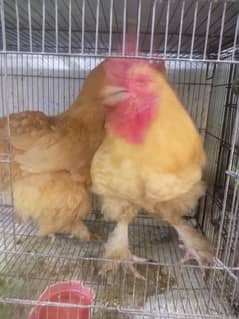 Golden buff breeder pair egg laying