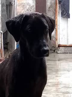 Labrador