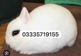 hotot dwarf fancy rabbit