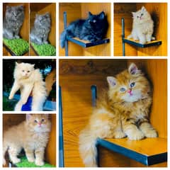 Persian / Kitten / Triple coat / Cute Cats / Fluffy Cat / small kitten