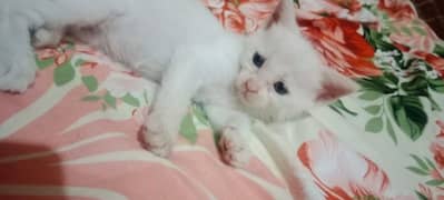 white kitten baby age 32 days gray eyes.