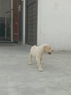 Beautiful Labrador Female puppy Available For SALE.