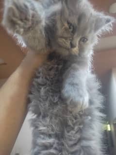 Persian cats semi punch face for sale 0
