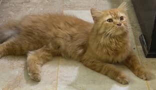 persian cat / persian kittens / cat for sale in Multan/ginger brown