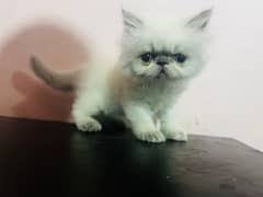 Peki Himalayan Persian kitten 0