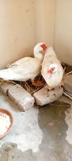 Muscovy white duck pair egg laying