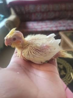 cocktai chick Available for Hand Tame