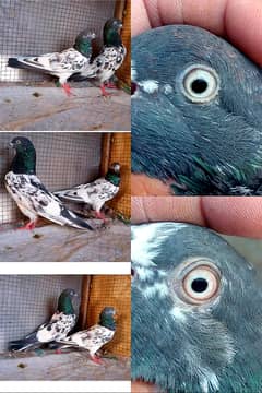 Fancy Pigeon /kabootar/Pegions/ king /qasid /sherazi /Golden