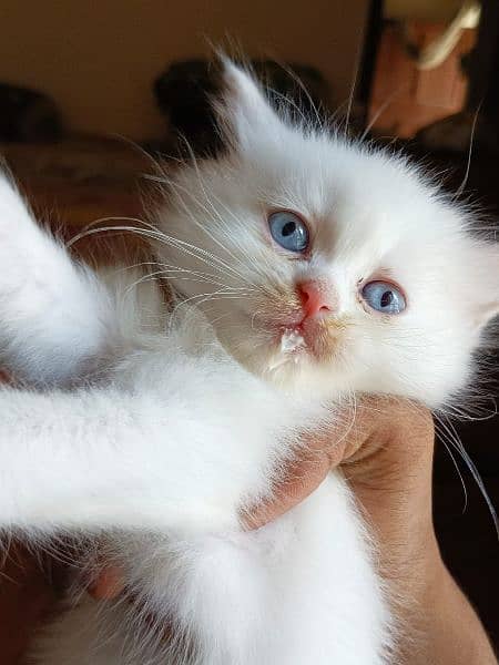 Persian kittens available 3 female litter train 1