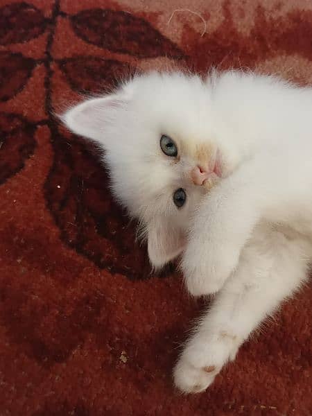 Persian kittens available 3 female litter train 2