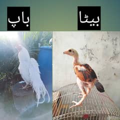 Aseel Hen for Sale