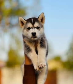 siberian husky pair for sale