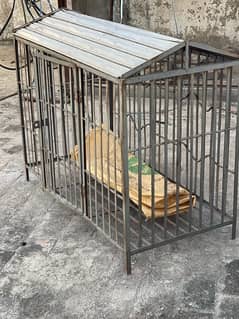 Cage hen cat