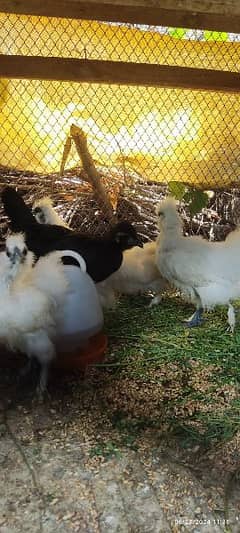 pure breed silkie chicks 0