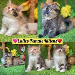 Perisan calico kittens female