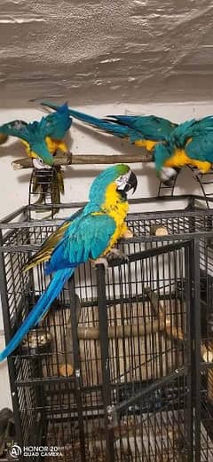 blue makau parrot chips for sale 0336=044=60=68